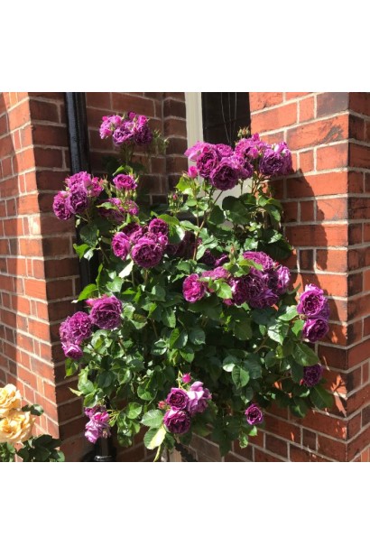 Троянда Мінерва - використання в ландшафтному дизайні